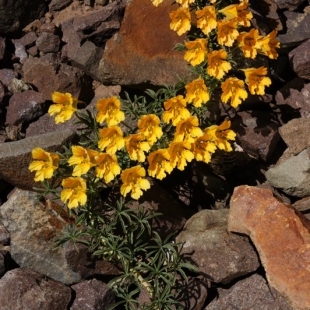 Tropaeolum polyphyllum